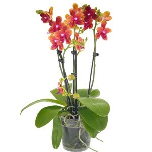 Rare Phalaenopsis Orchid with Orange Blooms in Pot