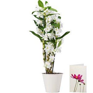 White Dendrobium Orchid Plant with Pot and Card