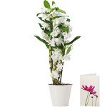 White Dendrobium Orchid Plant with Pot and Card