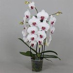 White Phalaenopsis Orchid Plant in 12cm Pot