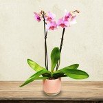 Pink Phalaenopsis Orchid – Stunning Indoor Flower Plant