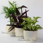 9 Indoor House Plants in 9cm Pots