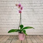 Single Stem Pink Orchid for Home Decor