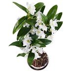 White Dendrobium Orchid Plant with Pot and Card