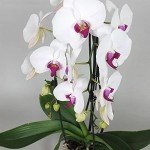 White Phalaenopsis Orchid Plant in 12cm Pot