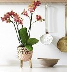 Rare Phalaenopsis Orchid with Orange Blooms in Pot