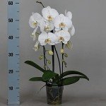 White Phalaenopsis Orchid Plant in 12cm Pot