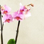 Pink Phalaenopsis Orchid – Stunning Indoor Flower Plant