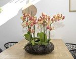 Rare Phalaenopsis Orchid with Orange Blooms in Pot