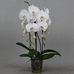 White Phalaenopsis Orchid Plant in 12cm Pot