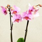 Pink Phalaenopsis Orchid – Stunning Indoor Flower Plant