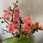 Rare Phalaenopsis Orchid with Orange Blooms in Pot