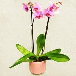 Pink Phalaenopsis Orchid – Stunning Indoor Flower Plant