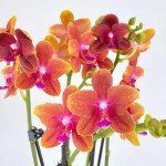 Rare Phalaenopsis Orchid with Orange Blooms in Pot