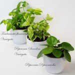 9 Indoor House Plants in 9cm Pots