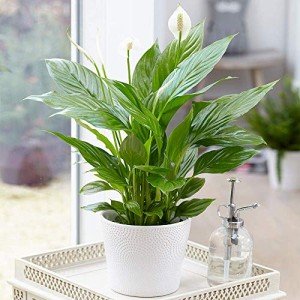 Peace Lily Indoor Plant - Air-Purifying Houseplant