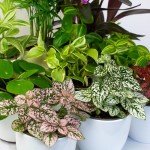9 Indoor House Plants in 9cm Pots