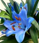 Ocean Lilies - Floral Arrangement for Any Occasion