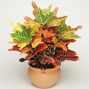 Codiaeum Joseph's Coat Potted Indoor Plant 35-45cm