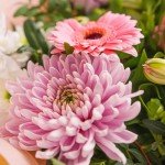 Strawberries & Cream Bouquet for Every Occasion