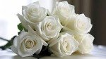 Elegant White Roses Bouquet for Any Occasion