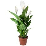 Peace Lily Indoor Plant - Air-Purifying Houseplant