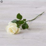 Elegant White Roses Bouquet for Any Occasion