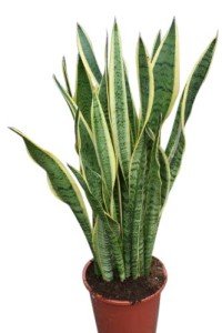 Variegated Mother-in-Law's Tongue - 30cm Tall Snake Plant