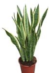 Variegated Mother-in-Law's Tongue - 30cm Tall Snake Plant