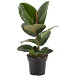 Ficus Robusta - Stylish Rubber Plant for Indoors