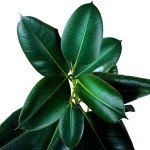 Ficus Robusta - Stylish Rubber Plant for Indoors
