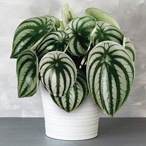 Peperomia Argyreia - Perfect Home or Office Plant