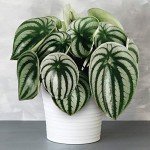 Peperomia Argyreia - Perfect Home or Office Plant