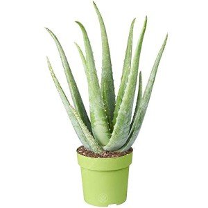 Aloe Vera: Healing Indoor Plant in Pot