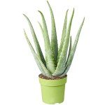 Aloe Vera: Healing Indoor Plant in Pot