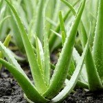 Aloe Vera: Healing Indoor Plant in Pot