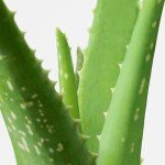 Aloe Vera: Healing Indoor Plant in Pot