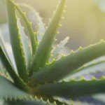 Aloe Vera: Healing Indoor Plant in Pot