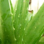 Aloe Vera: Healing Indoor Plant in Pot