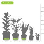 Aloe Vera: Healing Indoor Plant in Pot