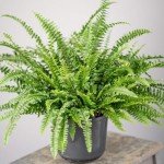 Beautiful Boston Fern - Indoor Plant 25-35cm