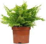 Beautiful Boston Fern - Indoor Plant 25-35cm