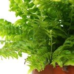 Beautiful Boston Fern - Indoor Plant 25-35cm