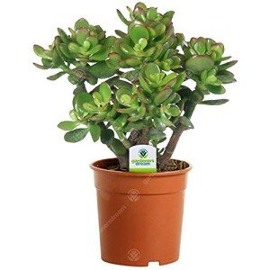 Live Crassula Ovata Money Tree Plant in Pot
