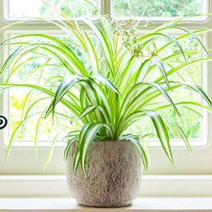 Variegated Spider Plant - Low Maintenance Indoor Houseplant