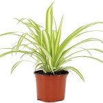 Variegated Spider Plant - Low Maintenance Indoor Houseplant