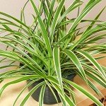 Variegated Spider Plant - Low Maintenance Indoor Houseplant