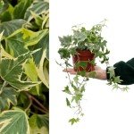 Large Yellow Variegated English Ivy in Pot