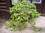 Large Yellow Variegated English Ivy in Pot