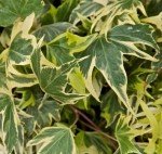 Large Yellow Variegated English Ivy in Pot